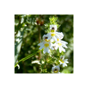 Augentrost (Euphrasia)